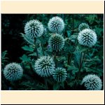 Echinops sphaerocephalus.JPG
